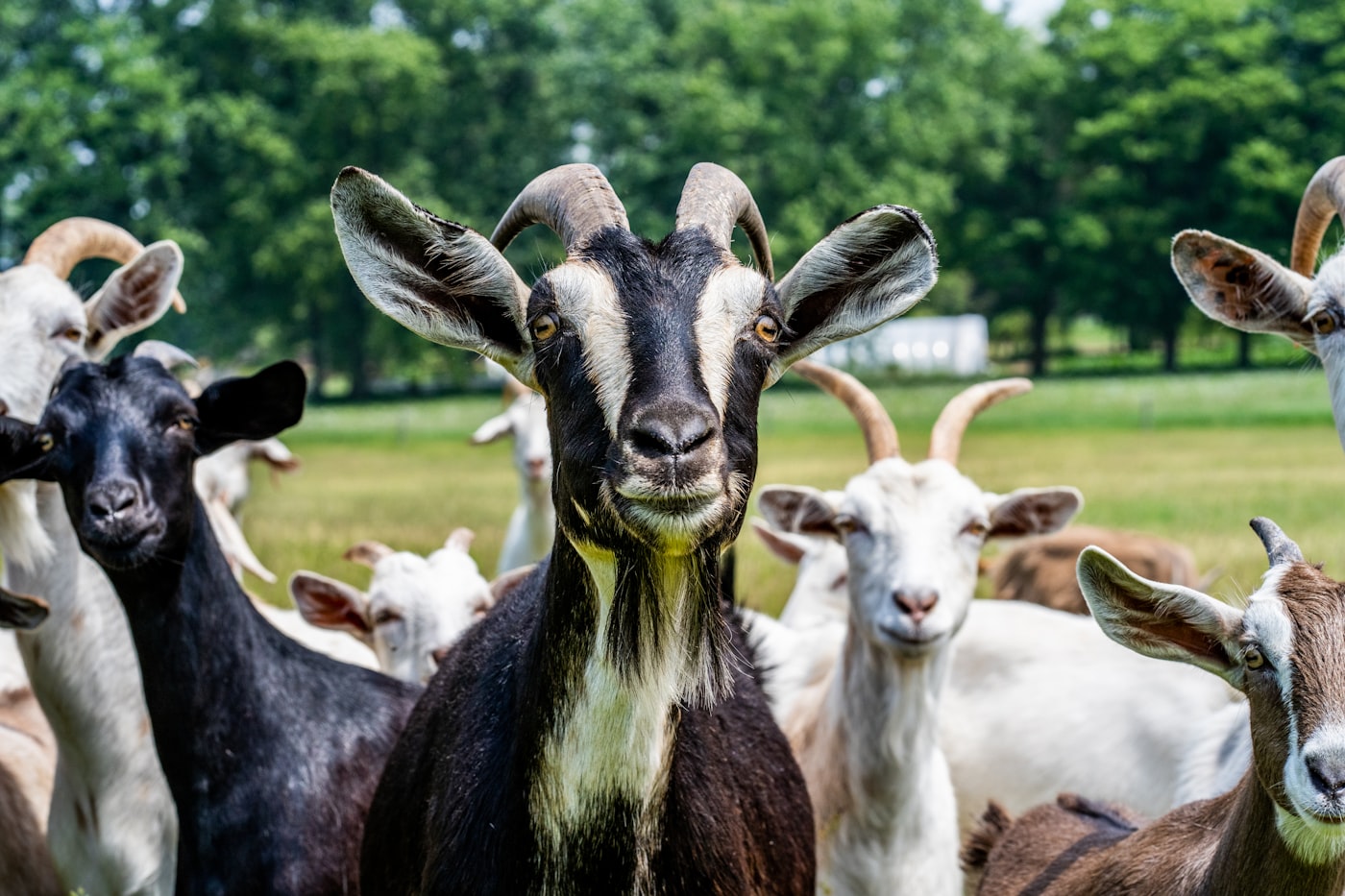 Bina Usaha Ternak — Revolving Livestock — verified No Poverty impact listing by Rumah Sosial Kutub, Yogyakarta, ID